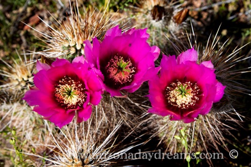 Hedgehog Cactus
McDowell Mountain Preserve, Scottsdale, AZ. Hedgehog Cactus
McDowell Mountain Preserve, Scottsdale, AZ.
